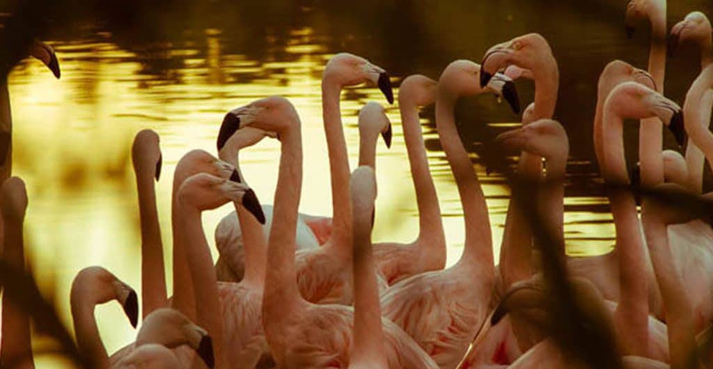 Flamingos-Leopoldskron