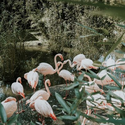 Flamingos im kleinen Tierpark in Salzburg