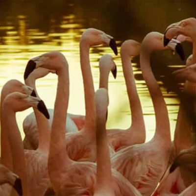 Flamingos-Leopoldskron